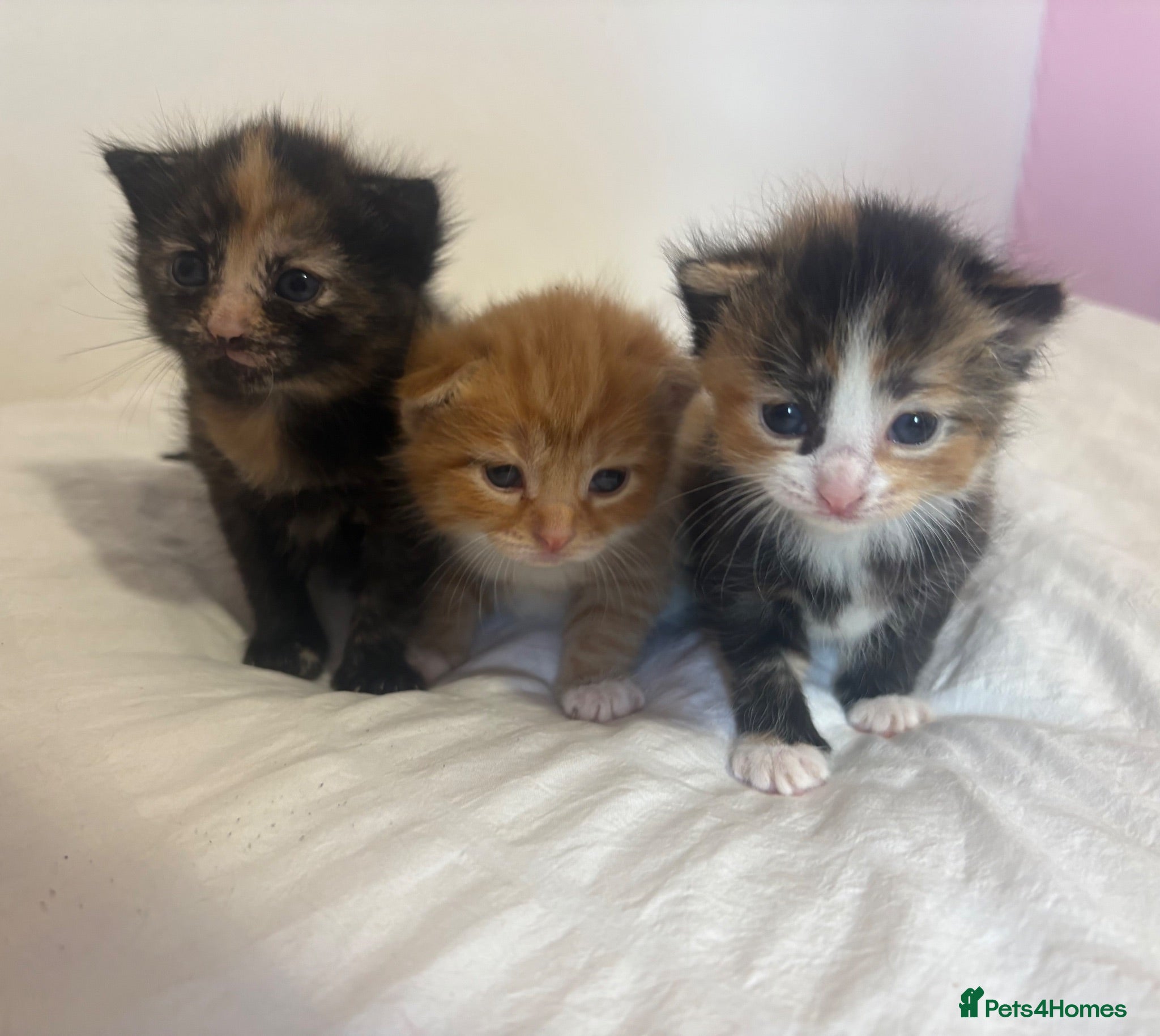 Mixed Breed cats Beautiful Fluffy Kittens - Advert 1