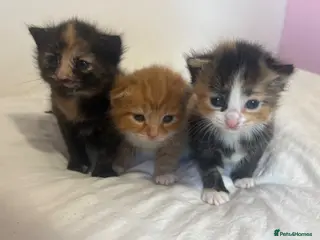 Mixed Breed cats Beautiful Fluffy Kittens - Advert 1