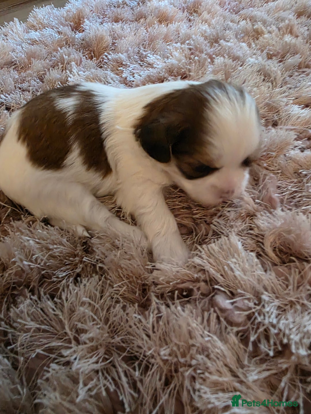 Shih Tzu dogs for sale: Imperial shih tzu stunning - Advert 10