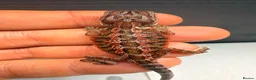 Bearded Dragon reptiles for sale: Stunning Baby Bearded Dragons – Monster x Spanish  - Advert 7