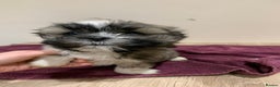 Lhasa Apso dogs for sale: Adorable Lhasa Apso puppies for sale - Advert 3