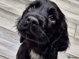 Cocker Spaniel dogs Only one black boy remaining! Happy to wait for 24 - Advert 10