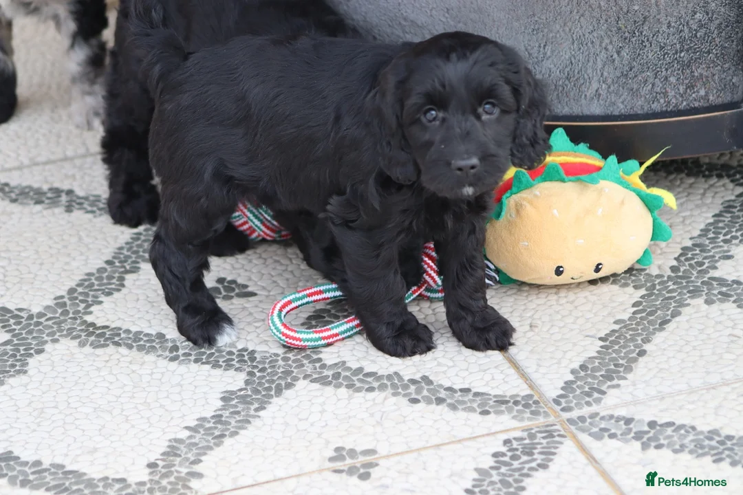 Cockapoo dogs for sale: F1 Cockapoo puppies for sale - Advert 7