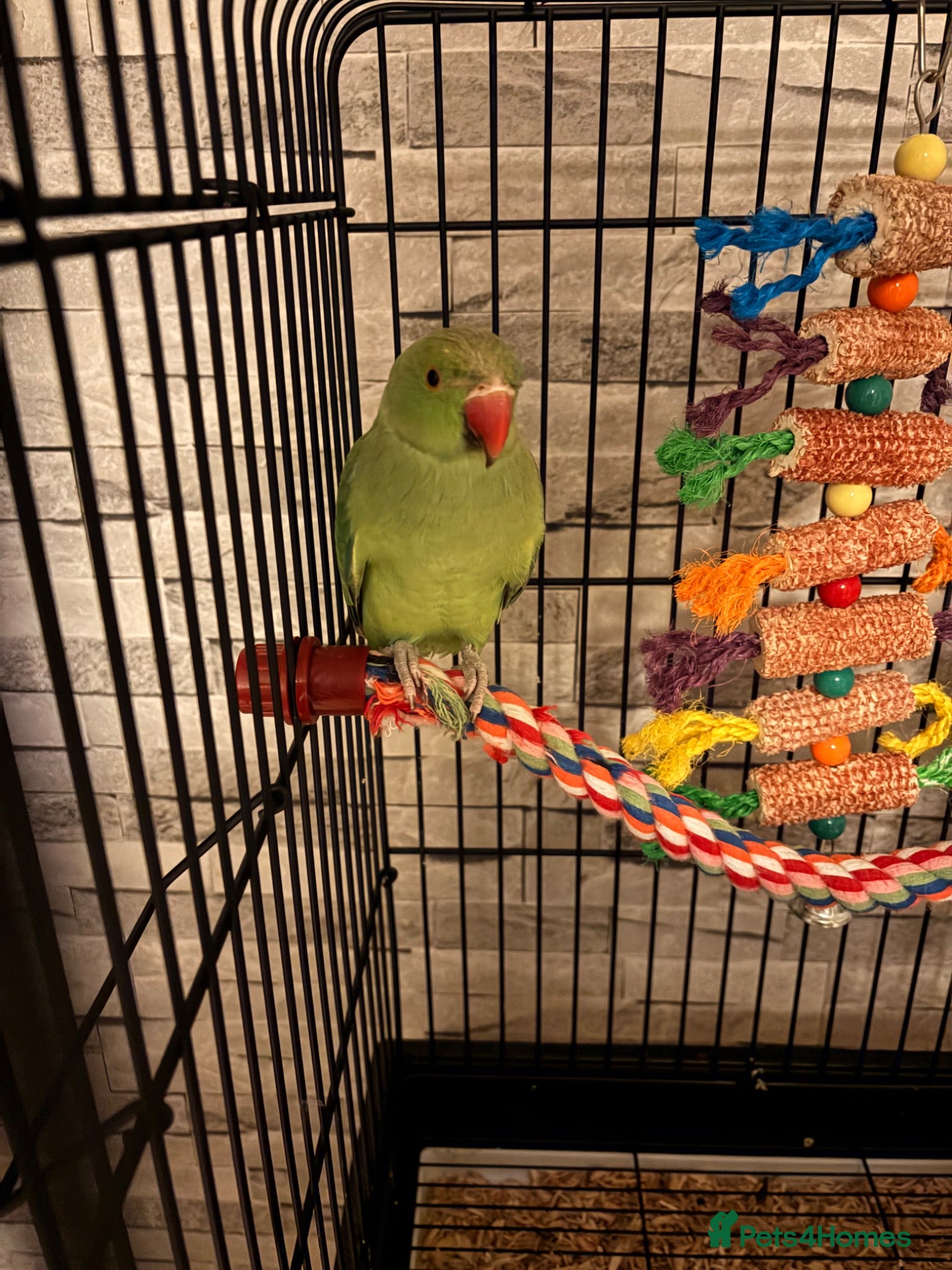 Ringnecks birds Ringneck for sale  - Advert 1