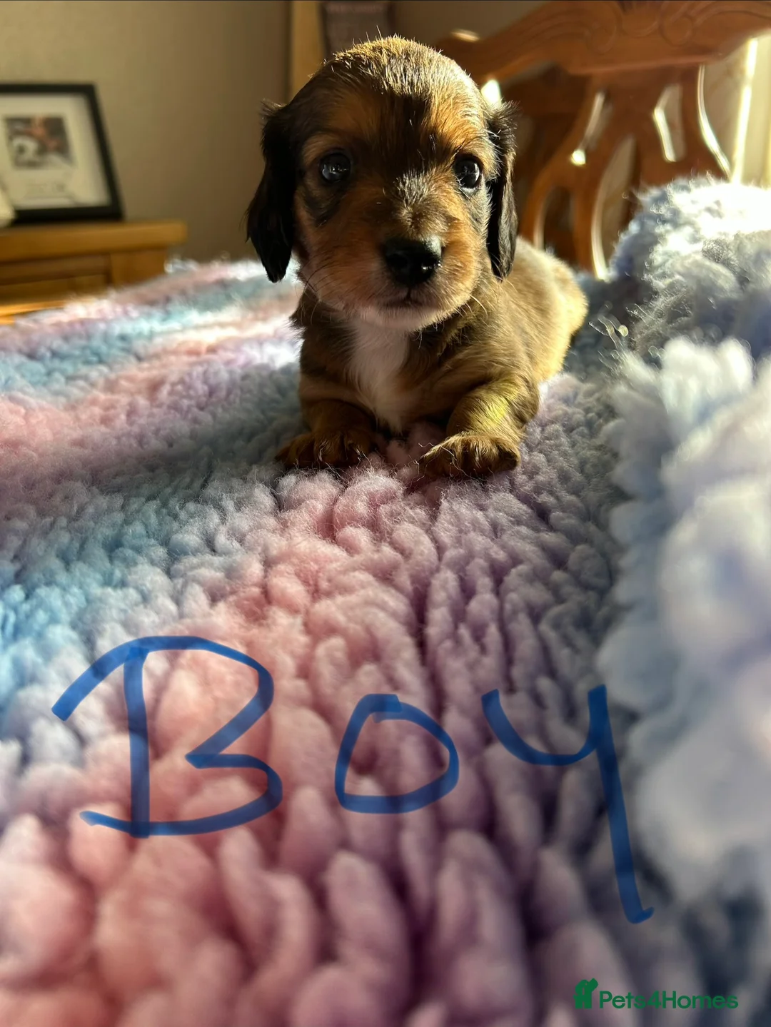Miniature Dachshund dogs for sale: Miniature long haired dachshund  - Advert 3