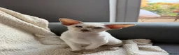 Siamese cats for sale:  Gccf registered Siamese’s  - Advert 7