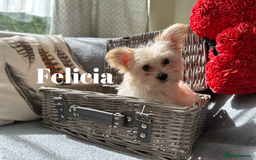 Yorkshire Terrier dogs for sale: Adorable Golddust Yorkshire Terrier Puppies - Image 32