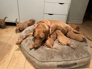 Labrador Retriever dogs Stunning Fox Red Labrador Retriever puppy - Advert 16