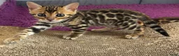 Bengal cats for sale: Beautiful Purebred Bengal Kittens  in London - Advert 3