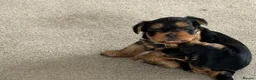 Yorkshire Terrier dogs for sale: Yorkshire Terrier puppy - Advert 3