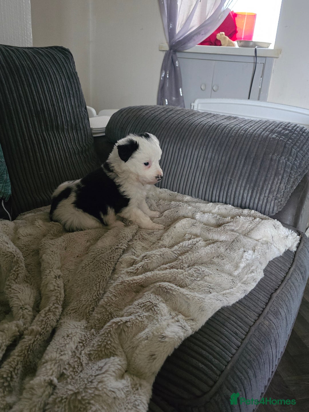 Border Collie dogs for sale: Border collie pups  - Advert 6