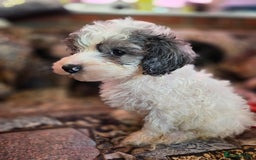 Cockapoo dogs for sale: Stunning mini cockapoo dna checked puppies - Advert 6