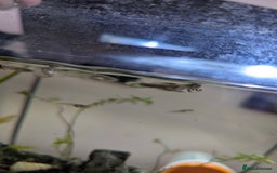 Other/Mixed Breed fish for sale: BABY GUPPIES 50p EACH - Image 8