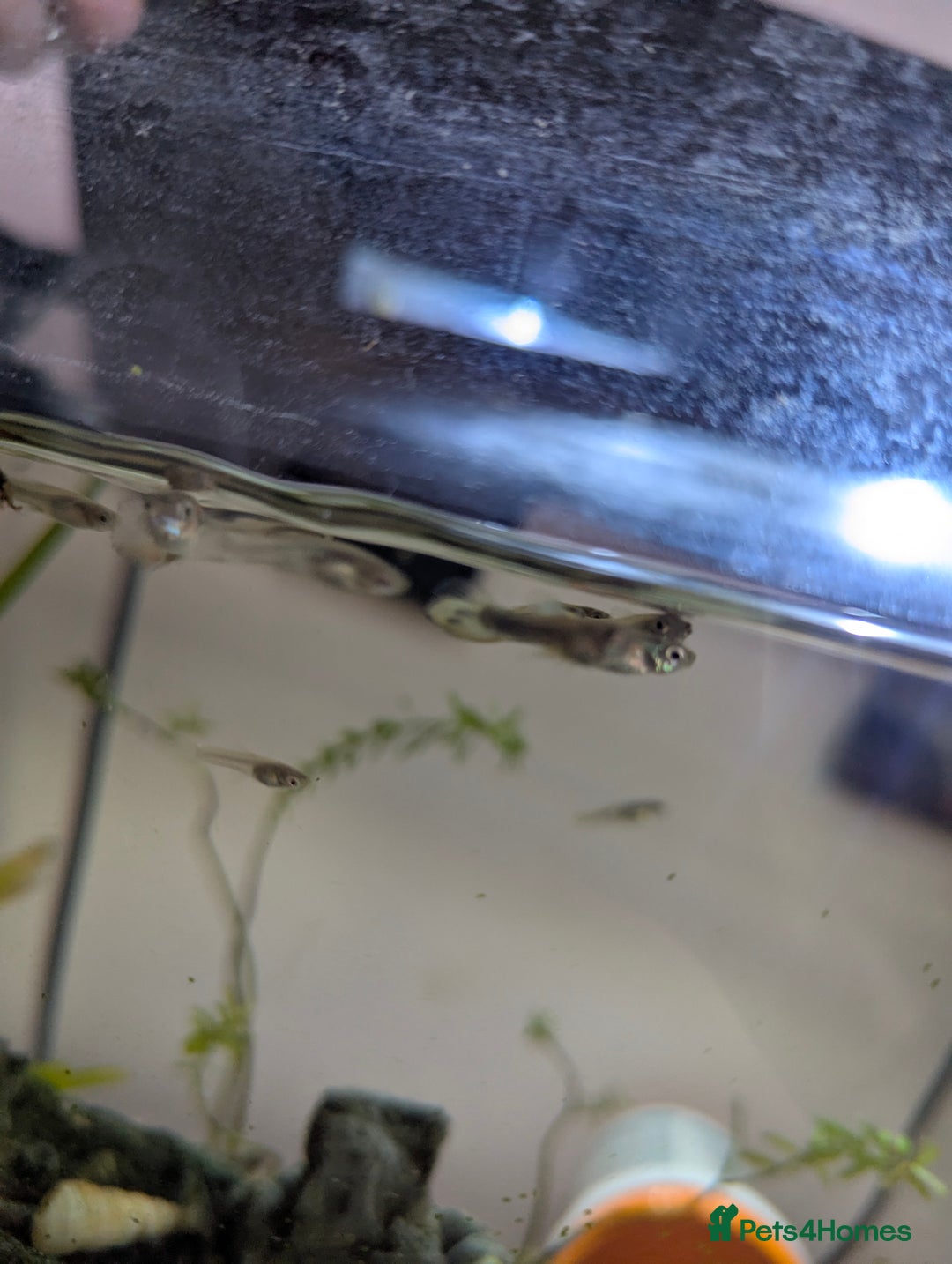 Other/Mixed Breed fish for sale: BABY GUPPIES 50p EACH - Image 8