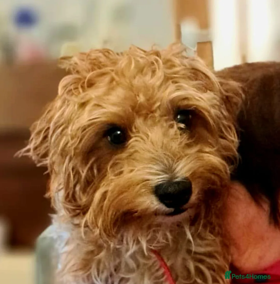 Jackapoo dogs for stud: Django, the Jackapoo in Bath - Advert 1