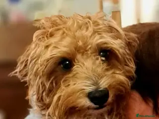 Jackapoo dogs Django, the Jackapoo - Advert 10