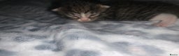 Mixed Breed cats for sale: Bright tabby’s and black kittens  - Advert 2