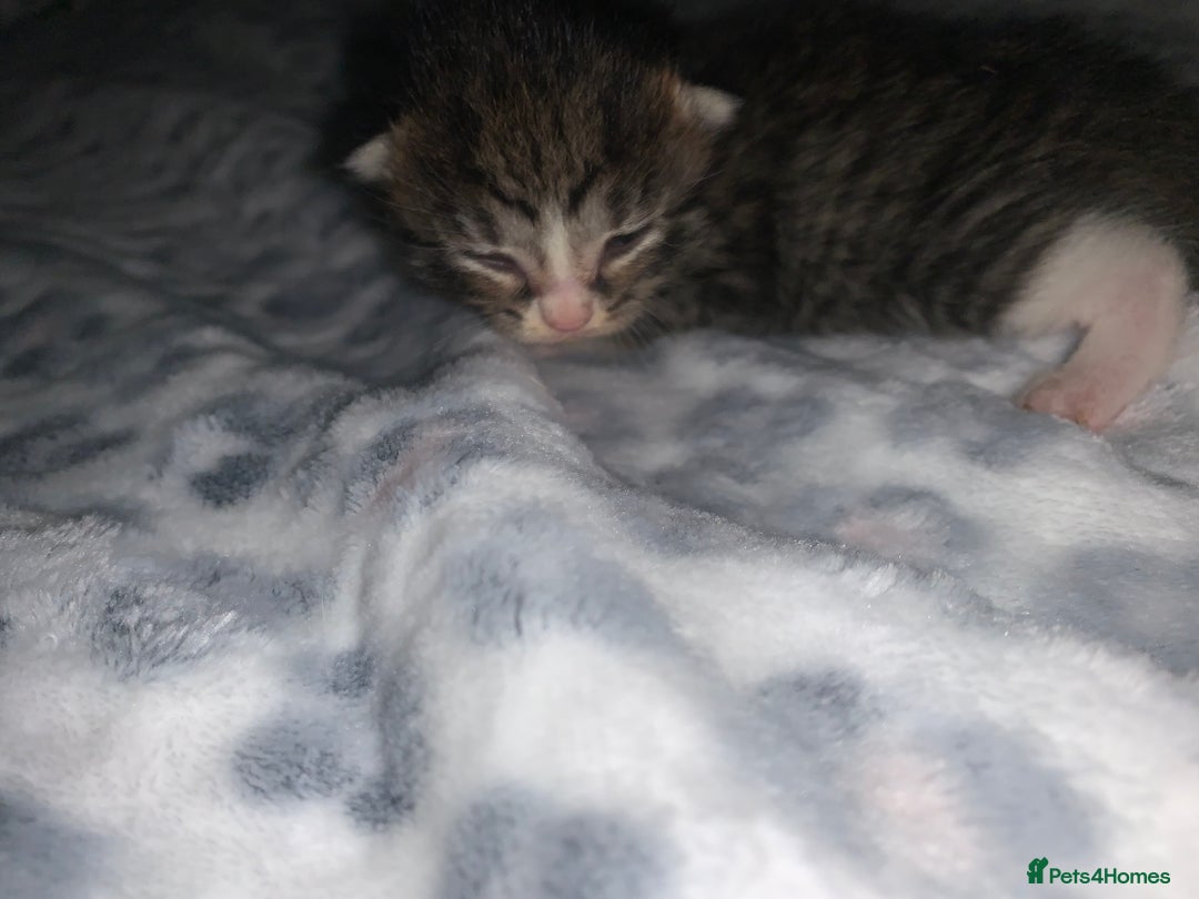 Mixed Breed cats for sale: Bright tabby’s and black kittens  - Advert 2