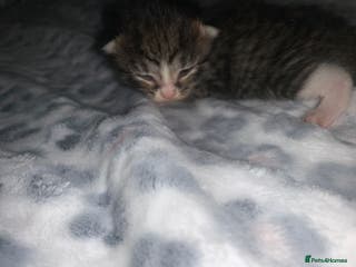 Mixed Breed cats Bright tabby’s and black kittens - Advert 6