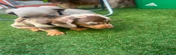 Dachshund dogs for sale: ❤️ Miniature Dachshund Puppies for Sale 🐾 - Advert 10