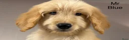 Goldendoodle dogs for sale: FULLY VACCINATED AND ABLE TO GO OUT ON WALKS.  - Advert 16