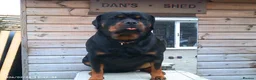 Rottweiler dogs for sale: Rottweiler  in Derby - Advert 10