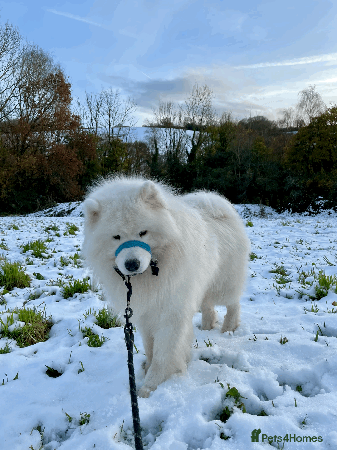 Samoyed dogs for stud: Health Tested, Proven, Show Samoyed for Stud in Exeter - Advert 3