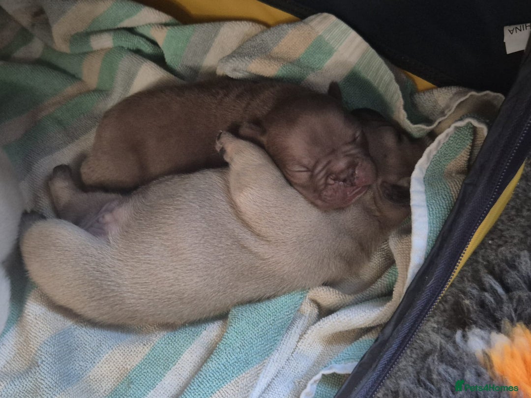 French Bulldog dogs for sale: French bulldog pups ❤️ - Image 8