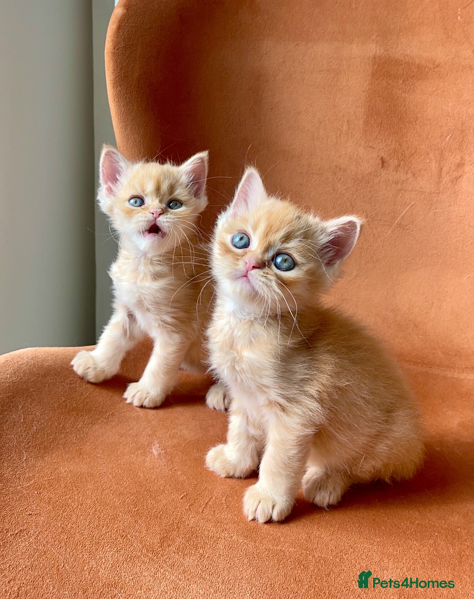 Persian cats 2 Persian adorable kittens - Advert 3