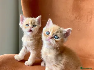Persian cats 2 Persian adorable kittens - Advert 3