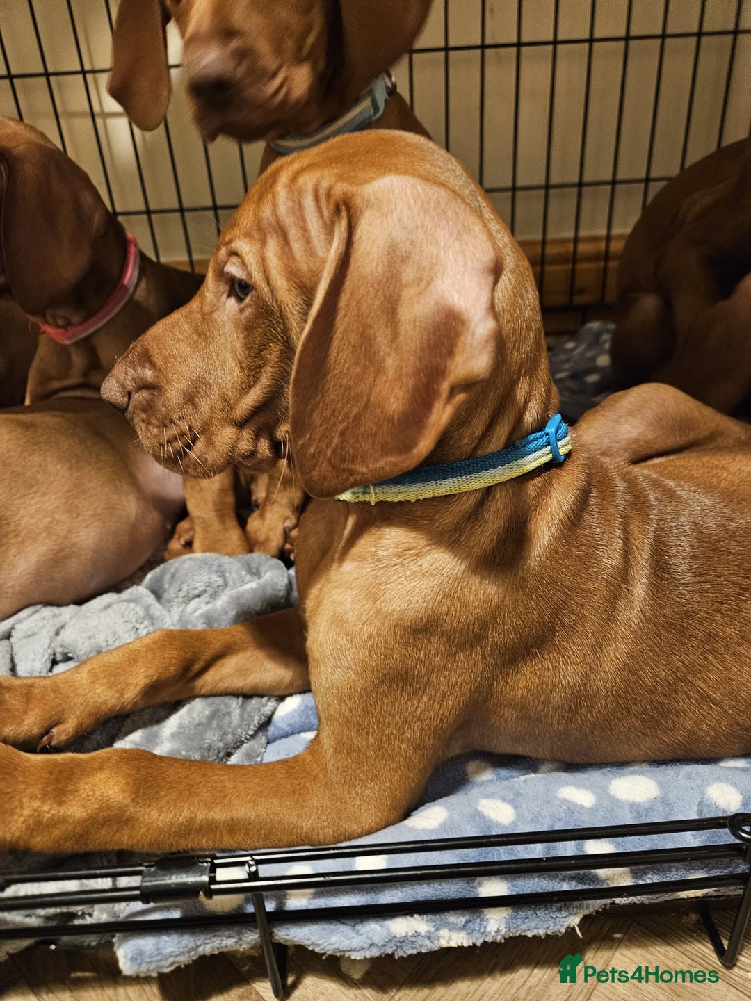 Hungarian Vizsla dogs for sale: Hungarian Vizsla Puppies – Ready Soon! - Advert 10