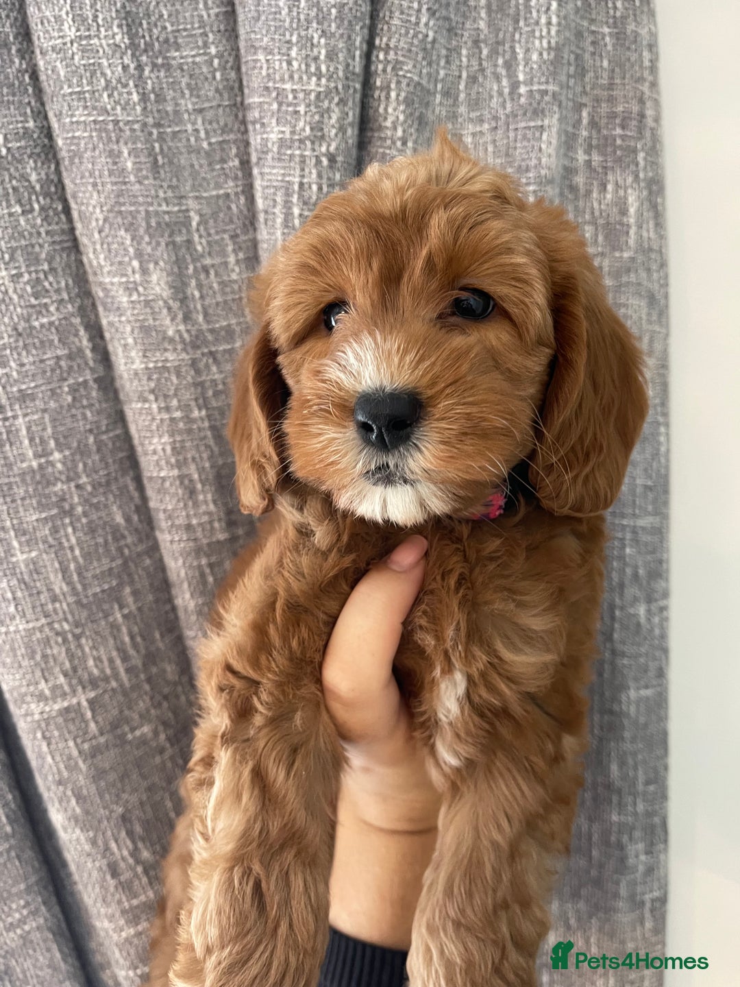 Labradoodle dogs for sale: Multigenerational Medium /Mini Labradoodles  - Image 10