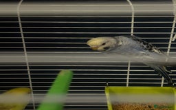 Cockatiels birds for sale: Cockatiel hen this years bird with cage  - Image 2