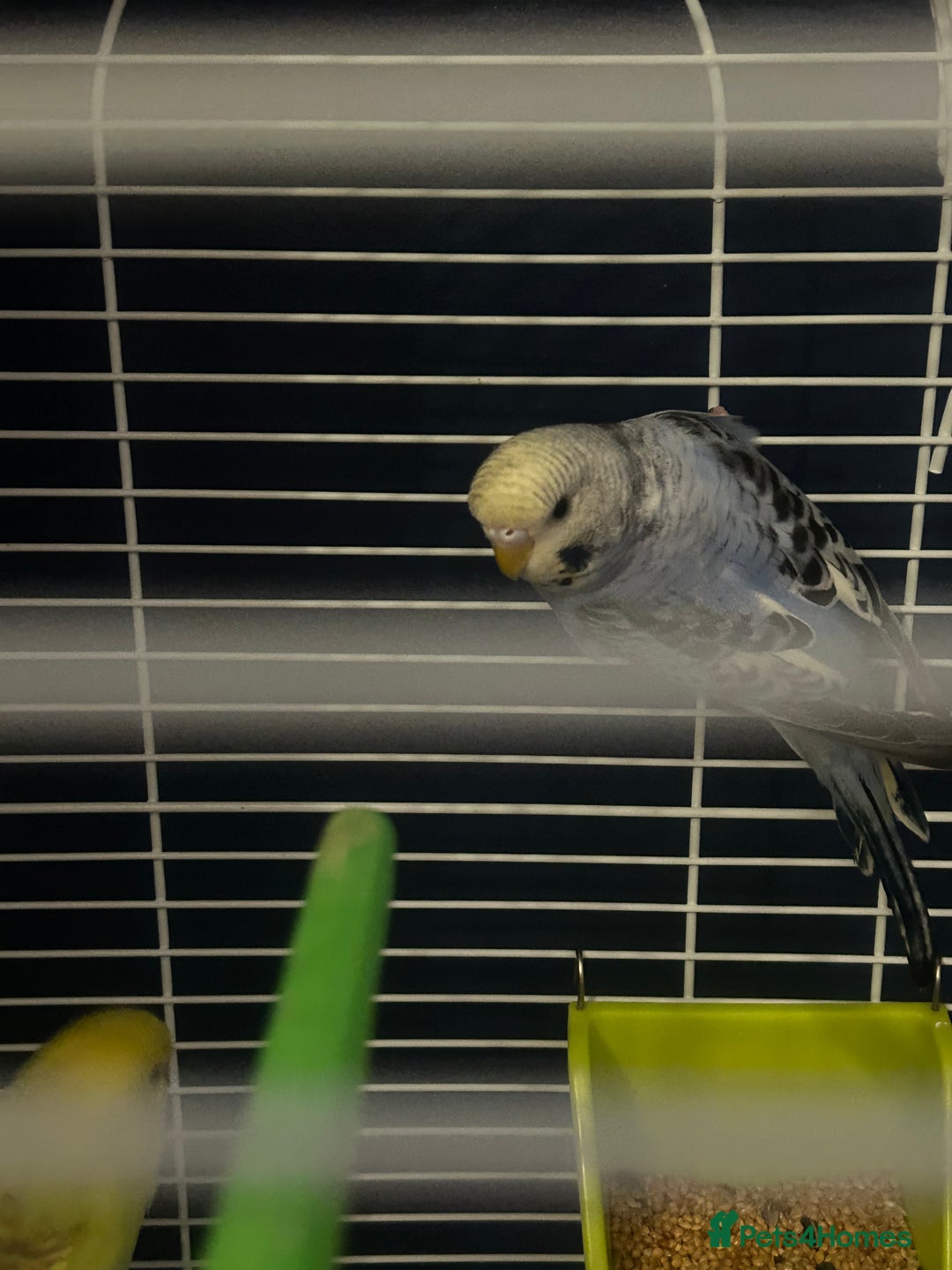 Cockatiels birds for sale: Cockatiel hen this years bird with cage  - Image 2