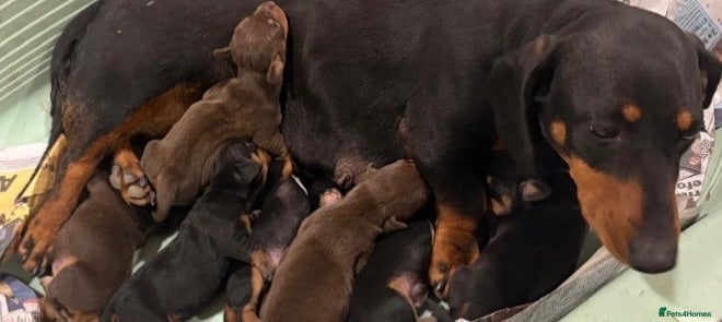 Dachshund dogs Full breed miniature dachshund  - Advert 1