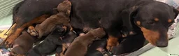 Dachshund dogs for sale: Full breed miniature dachshund  in Uxbridge - Advert 1