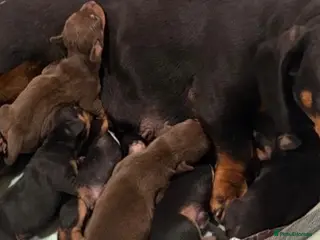 Dachshund dogs Full breed miniature dachshund - Advert 1