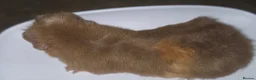 Guinea Pig rodents for sale: Baby guinea pigs  - Advert 5