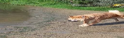 Mixed Breed dogs for sale: Chowsky in Horncastle - Advert 5