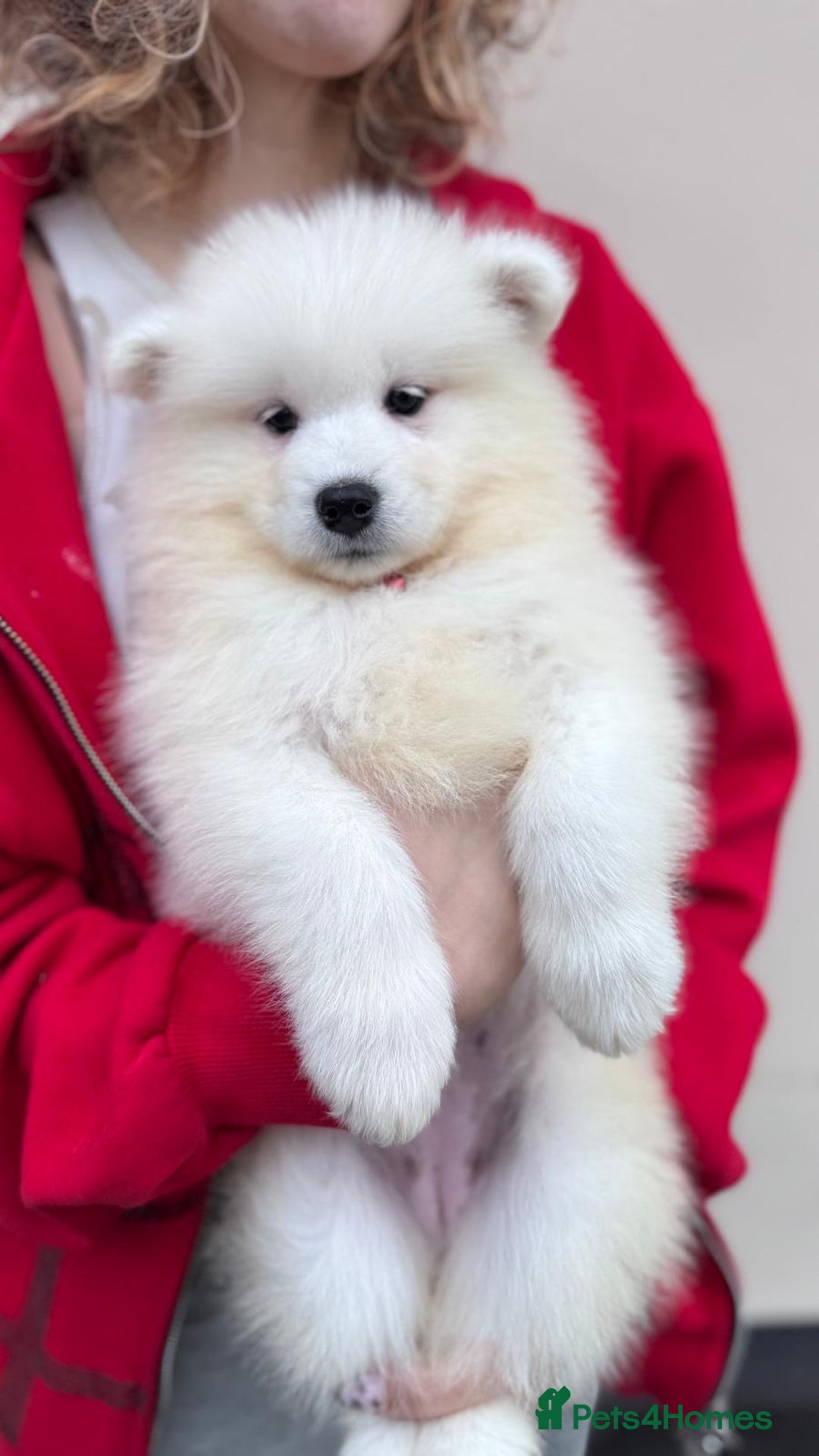Samoyed dogs for sale: Samoyed Puppy 1 - We Are Expecting Samoyed Puppies! - Image 22