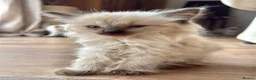 Ragdoll cats for sale: Ragdoll GCCF registered kittens - 9 weeks old - Advert 25
