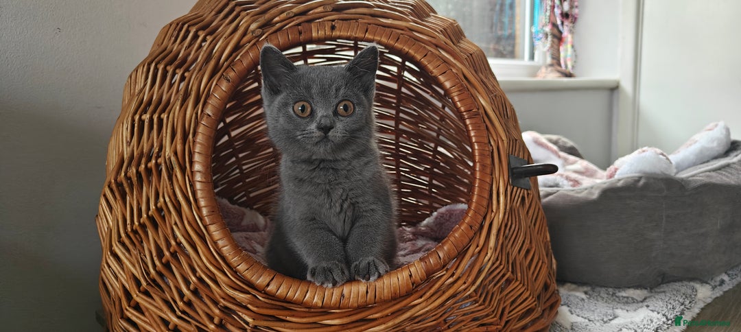 British Shorthair cats for sale: British shorthair blue / lilac kittens  - Image 7