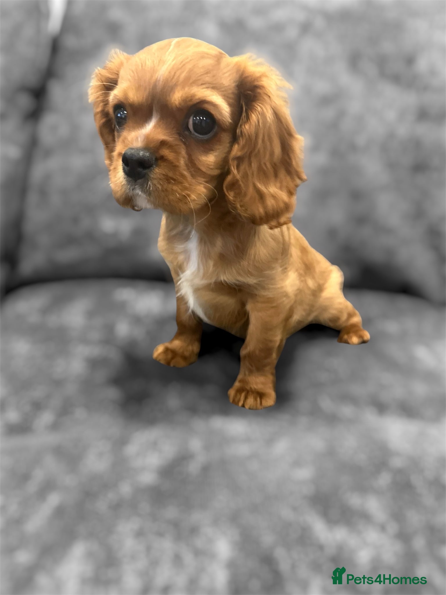 Cavalier King Charles Spaniel dogs DNA 🧬 CLEAR CAVALIER KING CHARLES PUPPIES - Advert 14