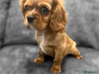 Cavalier King Charles Spaniel dogs DNA 🧬 CLEAR CAVALIER KING CHARLES PUPPIES - Advert 14