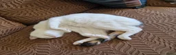 Mixed Breed cats for sale: Beautiful kittens  - Advert 10