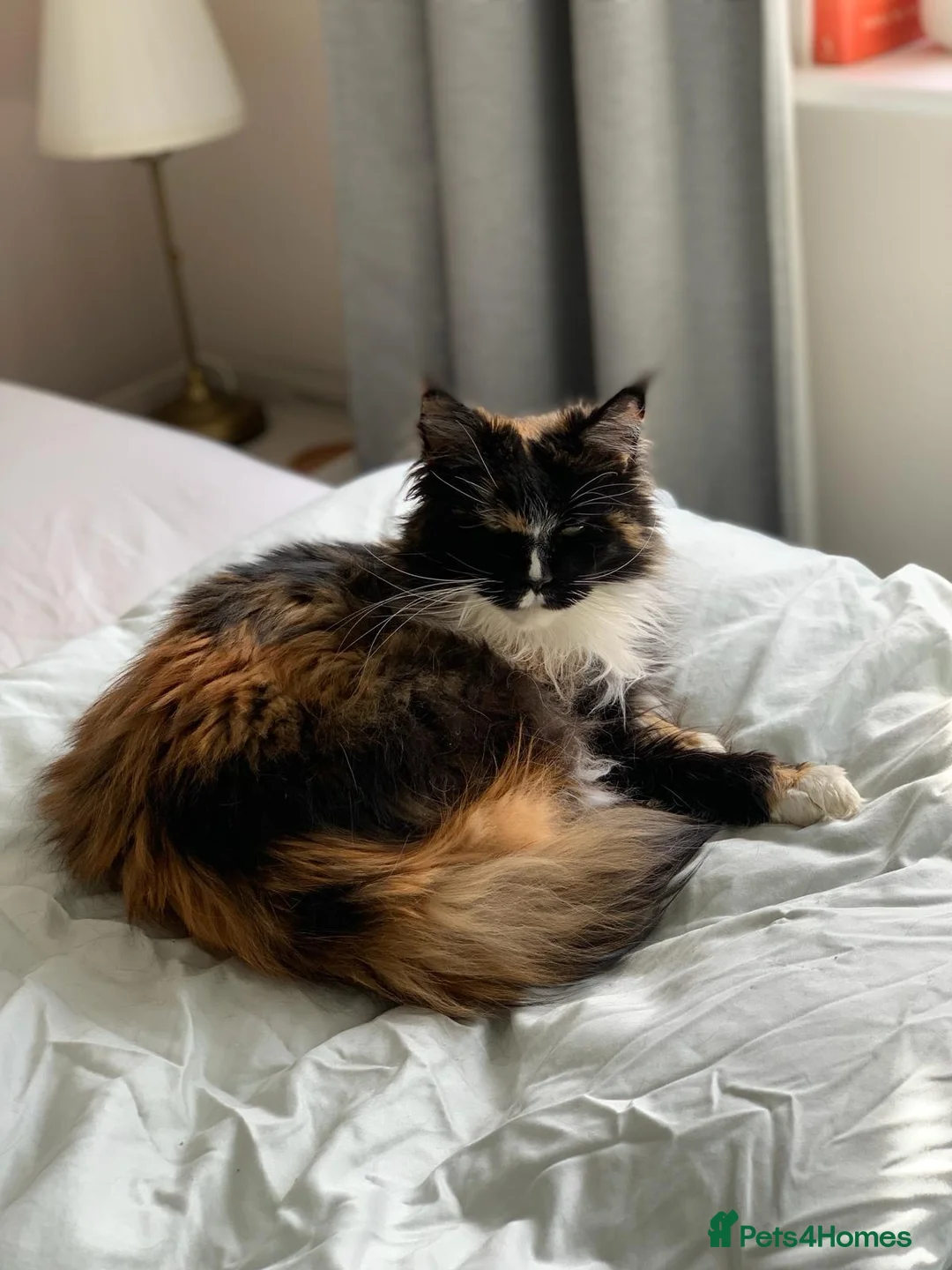 Maine Coon cats for sale: Maine Coon - Female - Advert 1