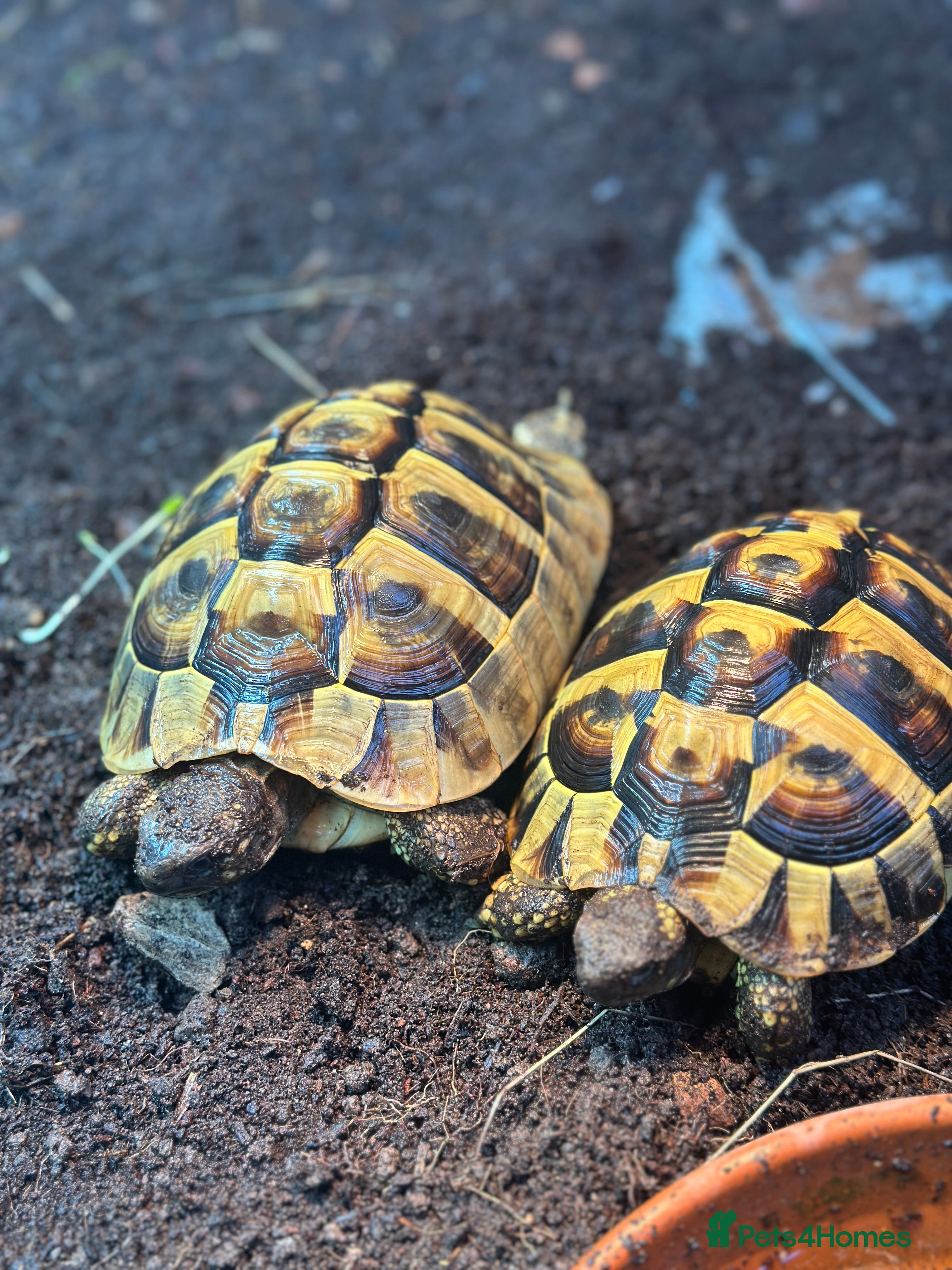 Hermann Tortoise reptiles Herman tortoises  in Malvern - Advert 1