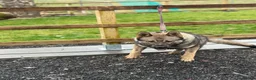 German Shepherd dogs for sale: Elite DDR German Shepherd - World-Class Pedigree  - Advert 25
