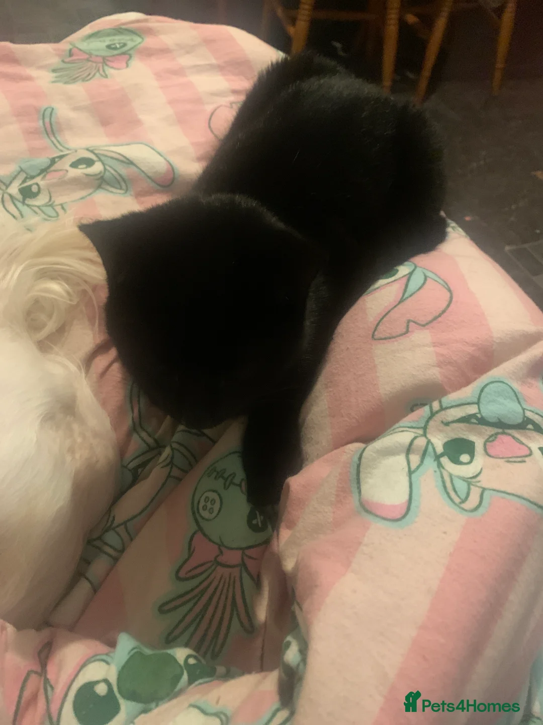 Mixed Breed cats for sale: I am selling my kitten - Advert 2