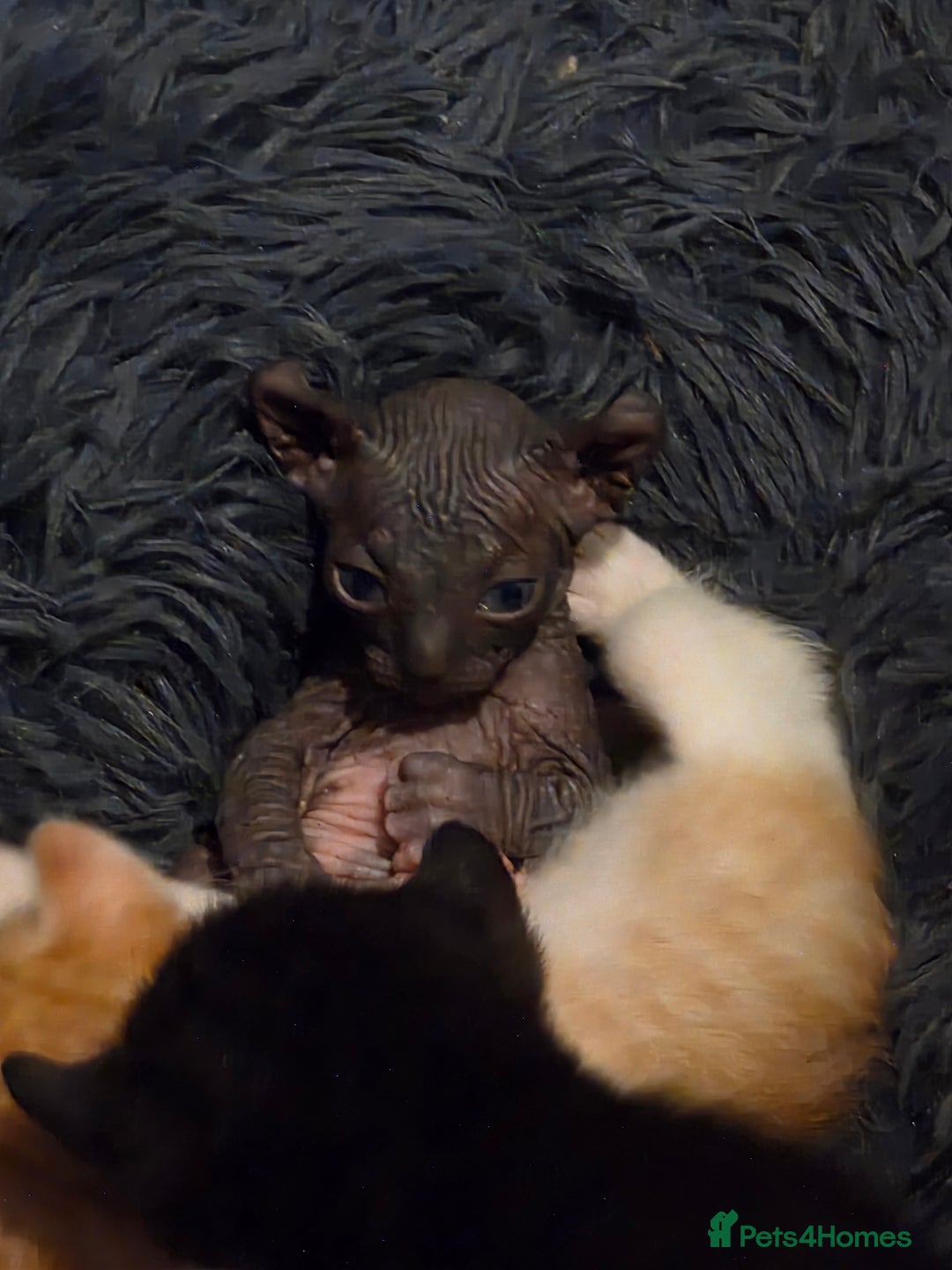 Sphynx cats for sale: Adorable Male Kitten – Sphynx x Devon Rex Cross - Advert 13